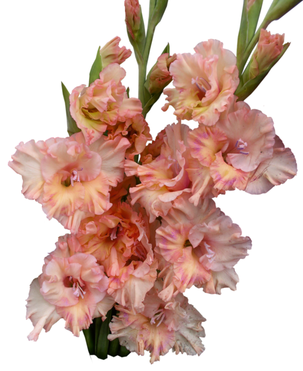 Gladiolus Photos Transparent PNG Image