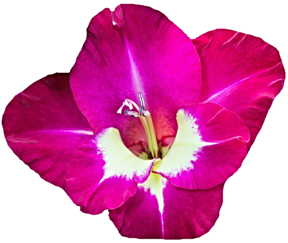 Gladiolus Free Download Transparent PNG Image