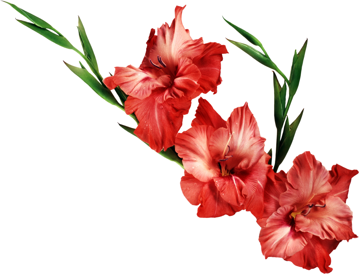 Gladiolus Transparent Background Transparent PNG Image