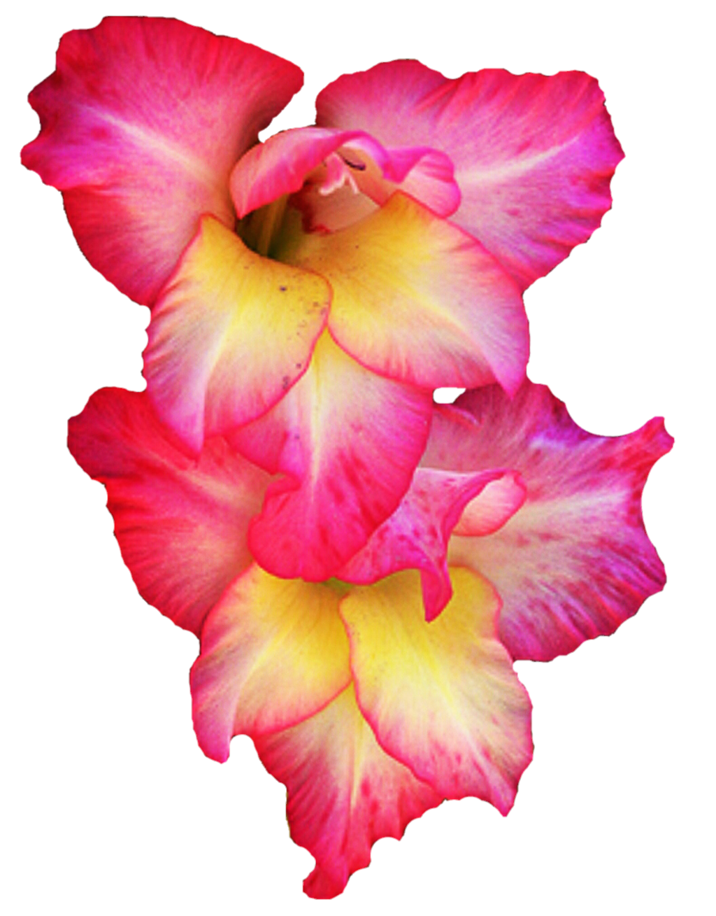 Gladiolus Picture Transparent PNG Image