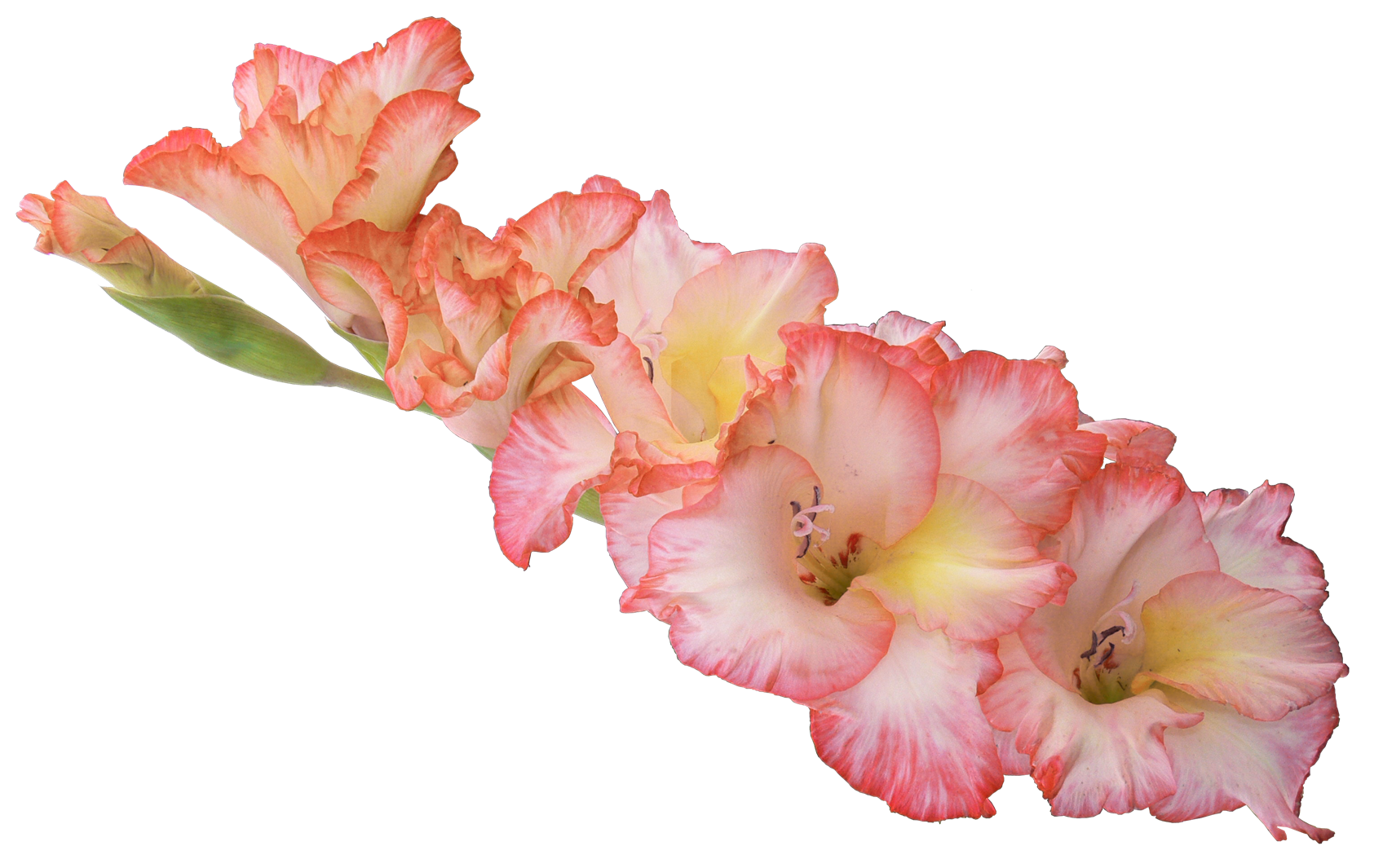 Gladiolus Hd Transparent PNG Image