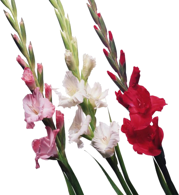 Gladiolus File Transparent PNG Image