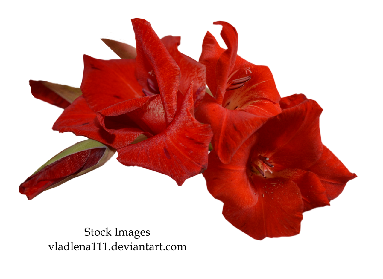 Gladiolus Free Download Transparent PNG Image