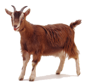 Goat Free Png Image Transparent PNG Image