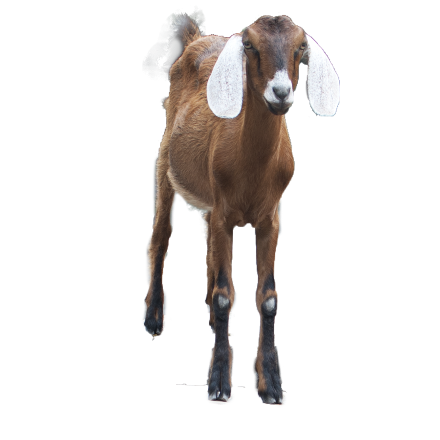 Goat Png Hd Transparent PNG Image