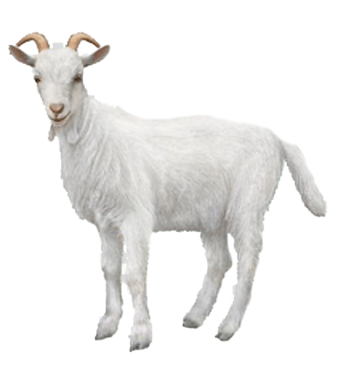 White Goat PNG Download Free Transparent PNG Image