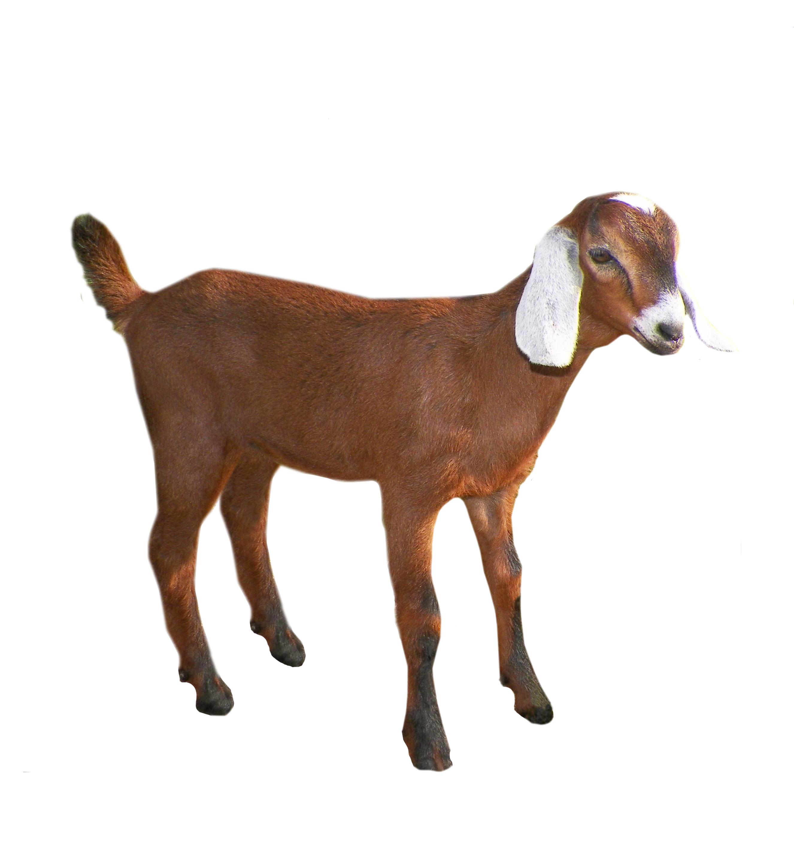 Picture Goat PNG File HD Transparent PNG Image