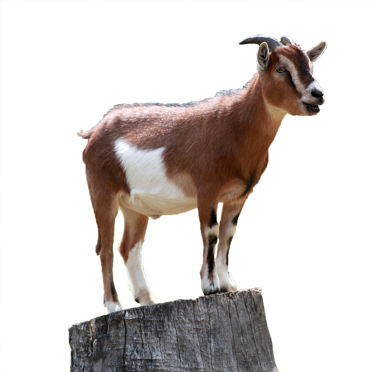 Picture Goat Free Clipart HD Transparent PNG Image