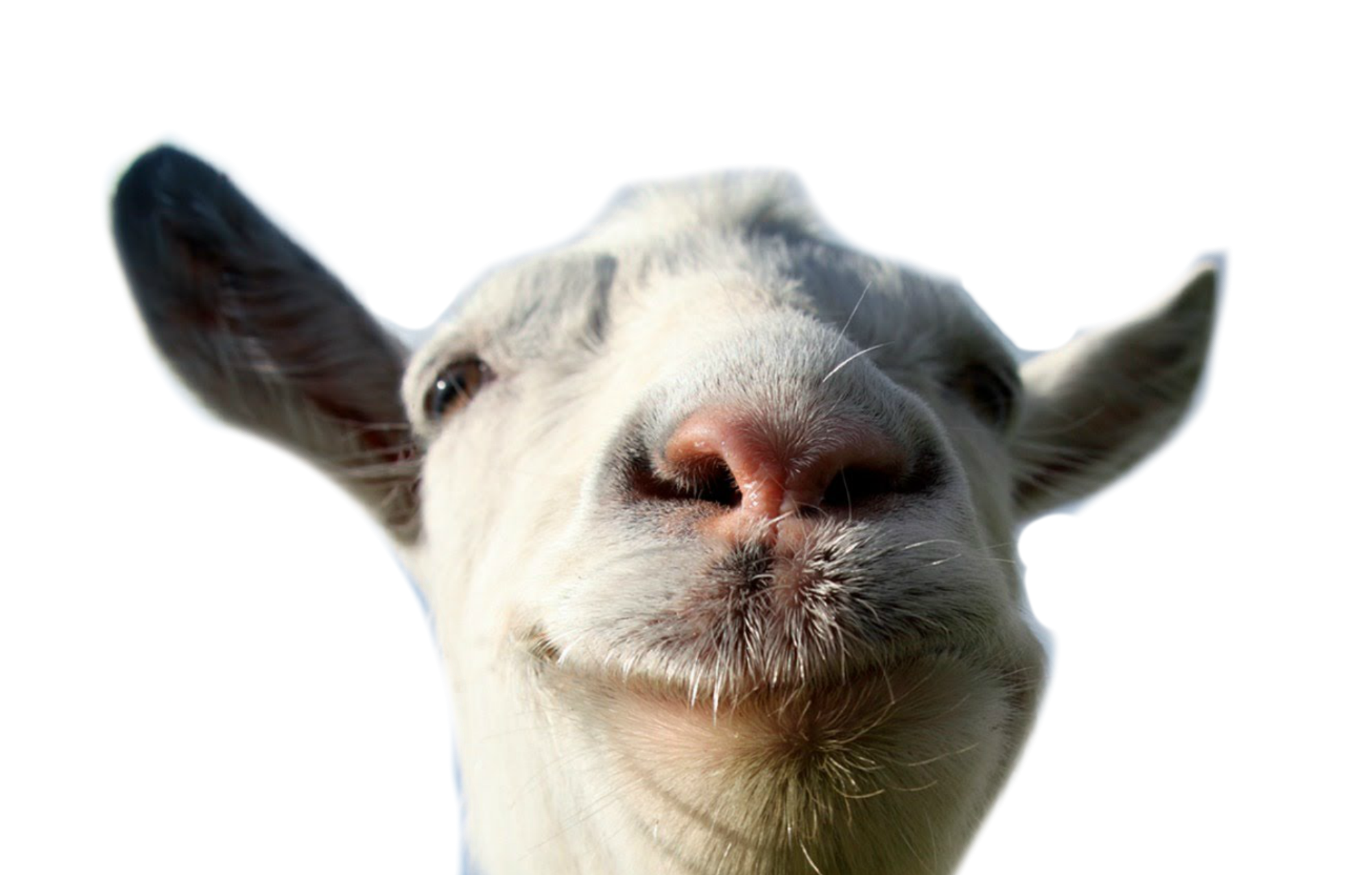 White Goat Download Free Image Transparent PNG Image