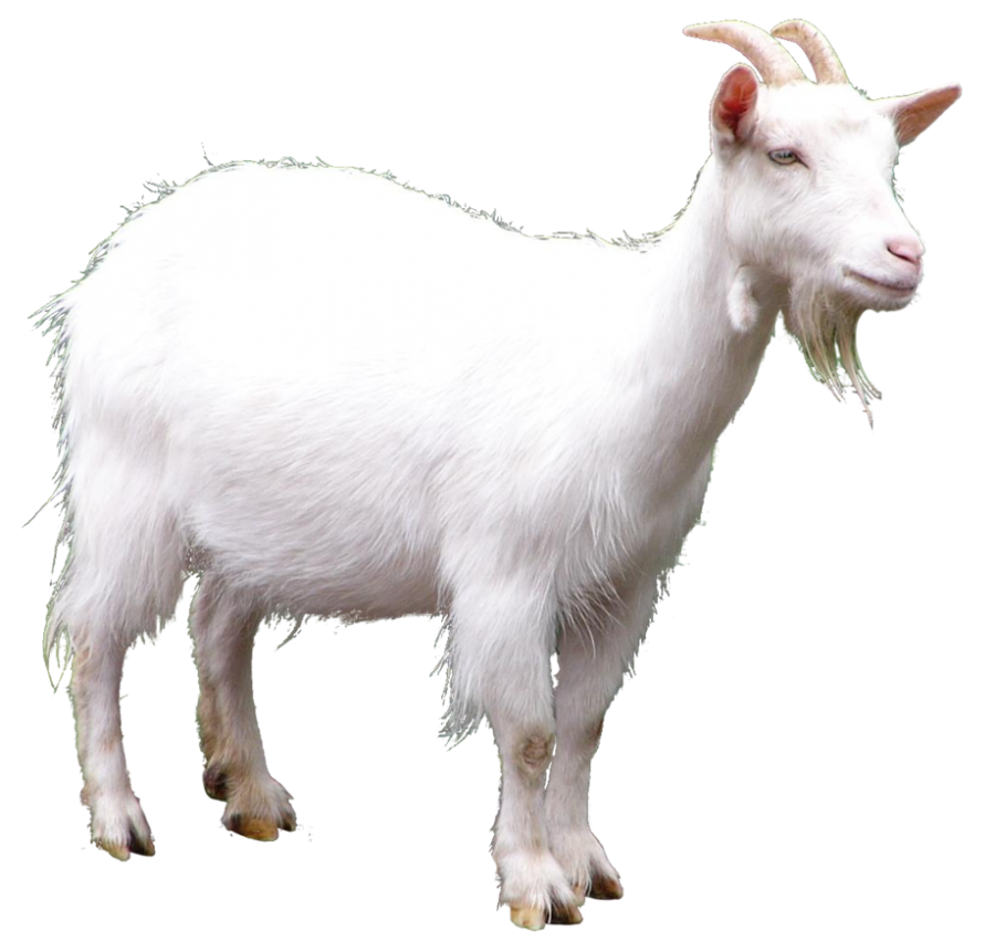 White Goat Free PNG HQ Transparent PNG Image