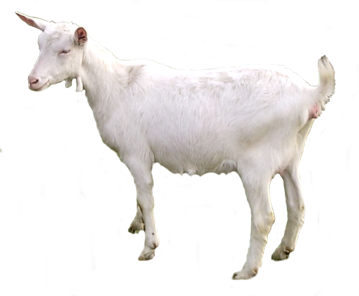 White Goat Free HQ Image Transparent PNG Image