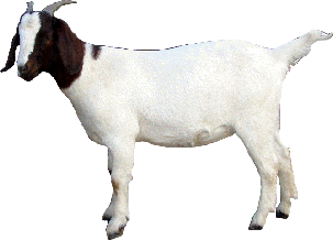 Goat Download Png Transparent PNG Image