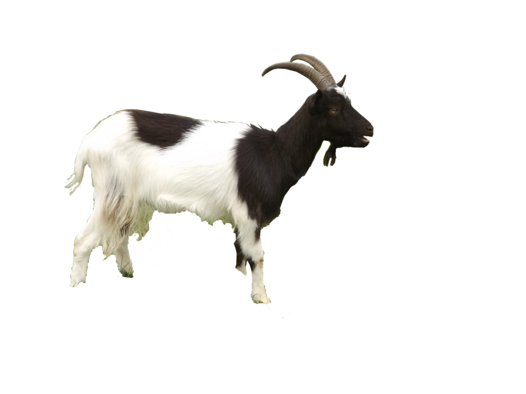 Goat Free Download Png Transparent PNG Image