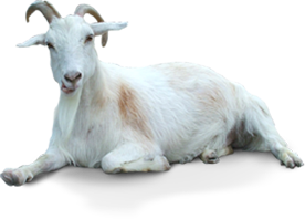 Goat Transparent Transparent PNG Image