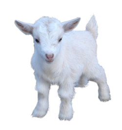 Goat Png Pic Transparent PNG Image