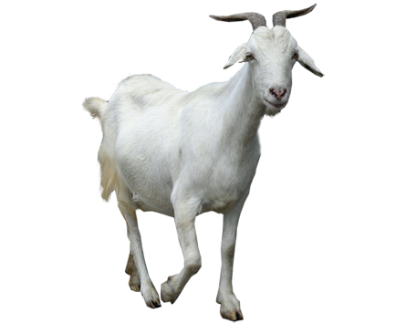 Goat Png Clipart Transparent PNG Image