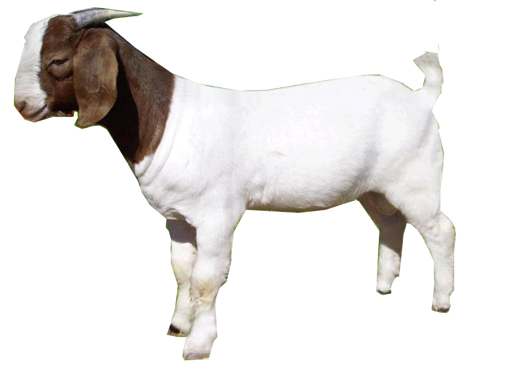 Goat Png Transparent PNG Image