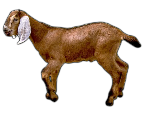 Goat Png Image Transparent PNG Image