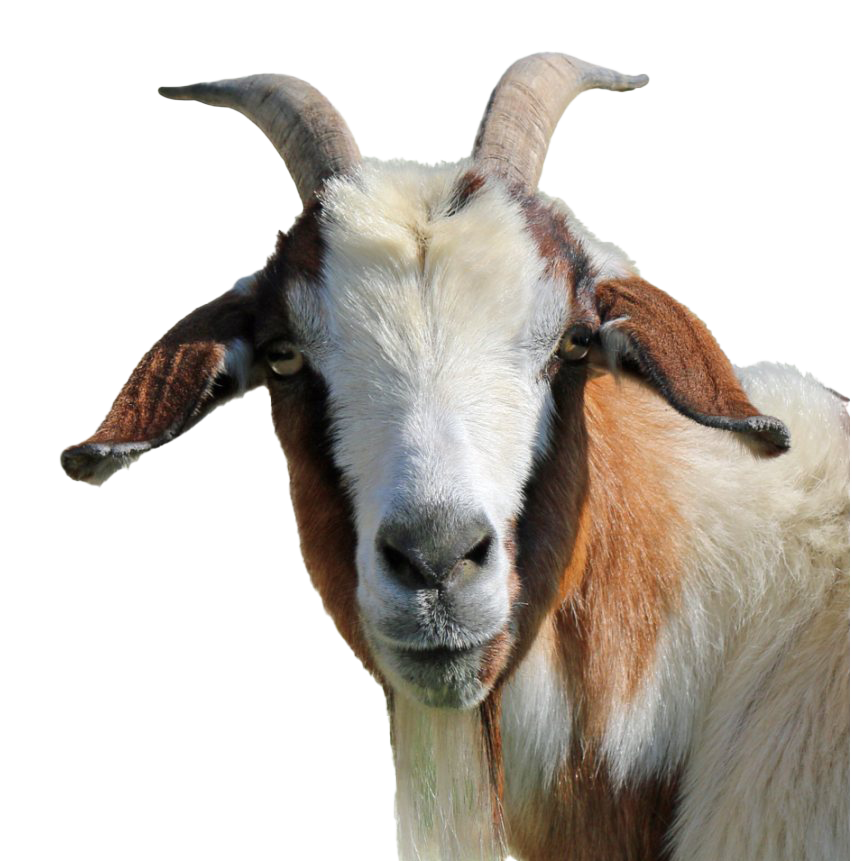 Goat Free Download Image Transparent PNG Image