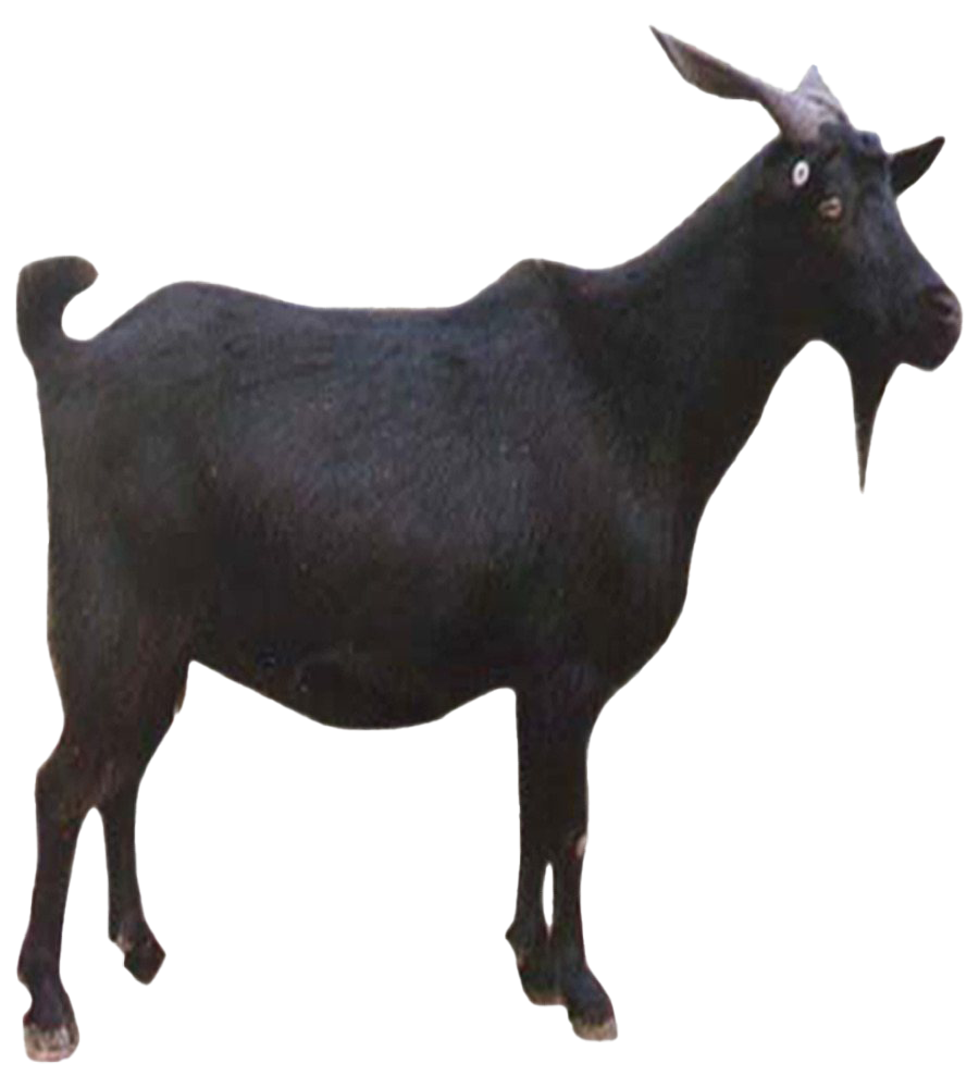 Goat Free Download PNG HQ Transparent PNG Image