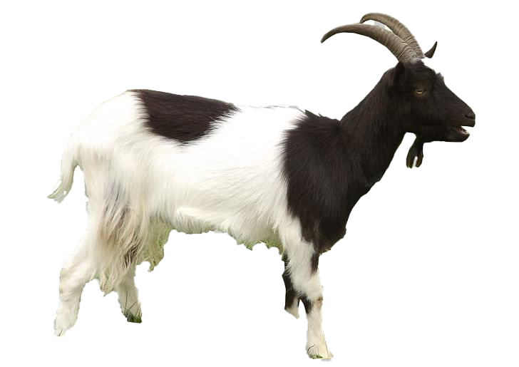 Images Goat Free Download Image Transparent PNG Image