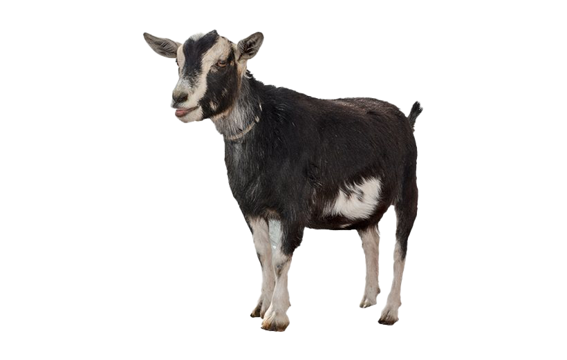 Goat PNG File HD Transparent PNG Image