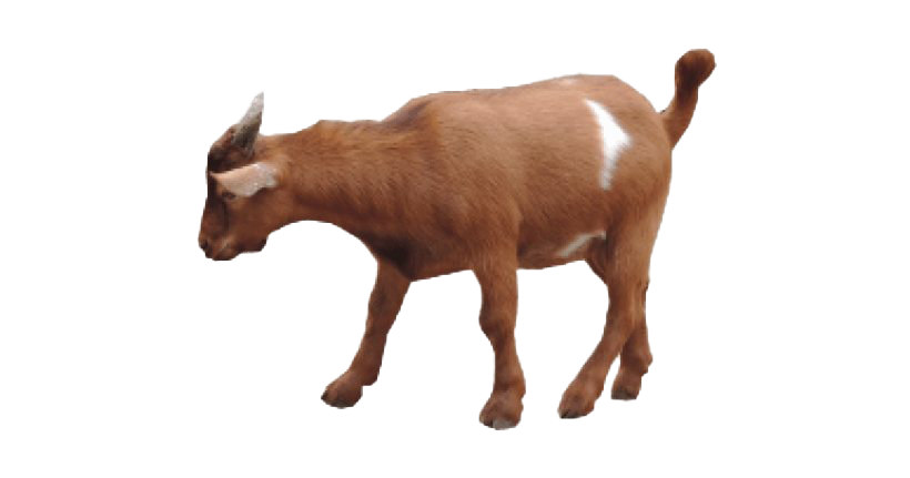 Goat Download HD Transparent PNG Image