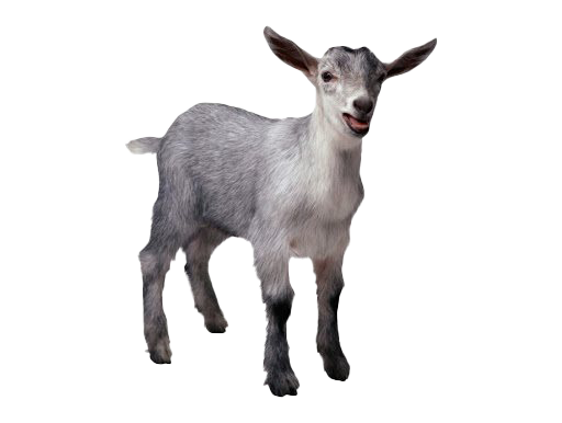 Goat Free HD Image Transparent PNG Image