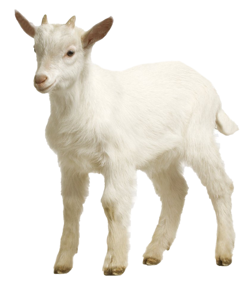 Picture White Goat Free Clipart HD Transparent PNG Image