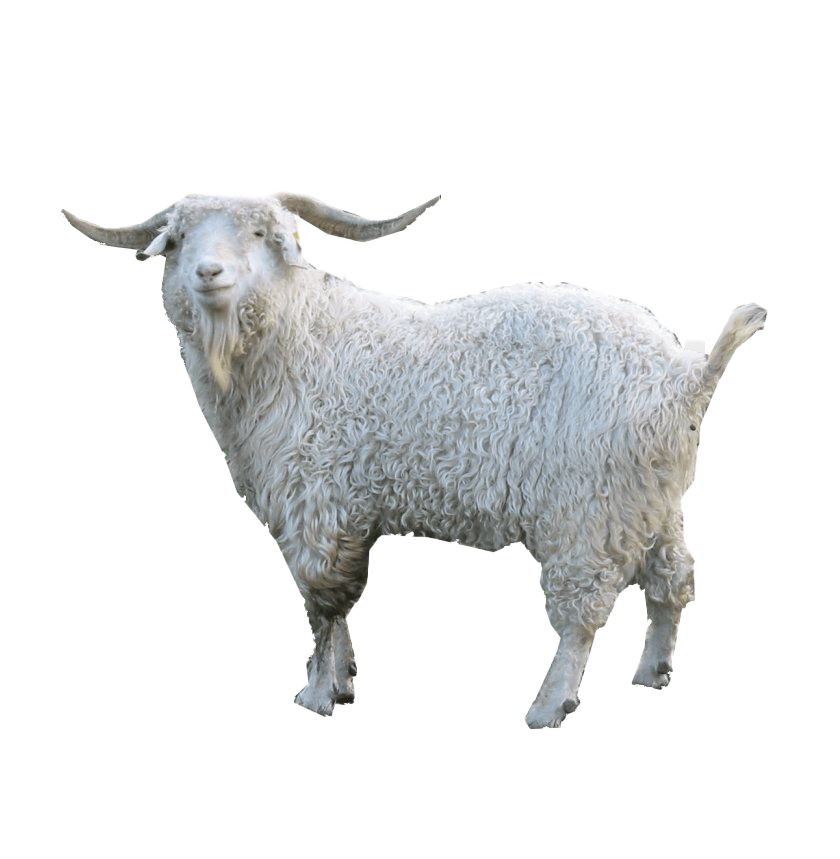 White Pic Goat Free HQ Image Transparent PNG Image