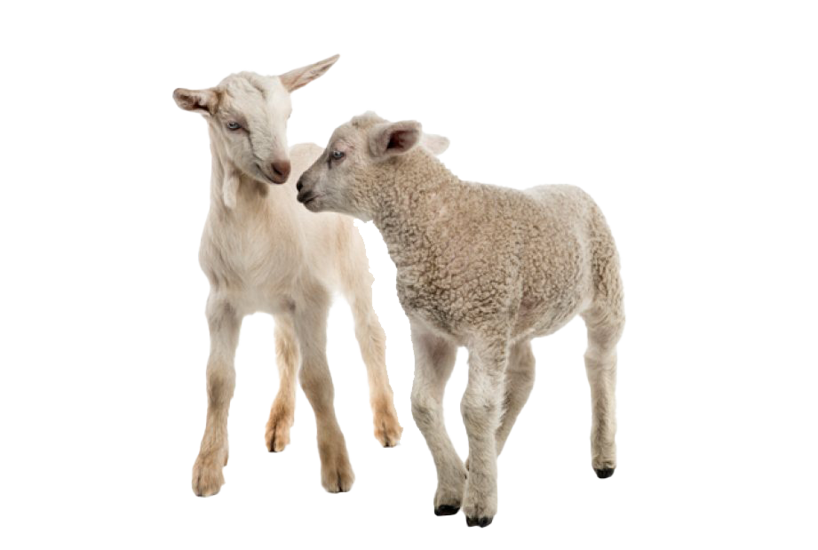 White Goat PNG Image High Quality Transparent PNG Image