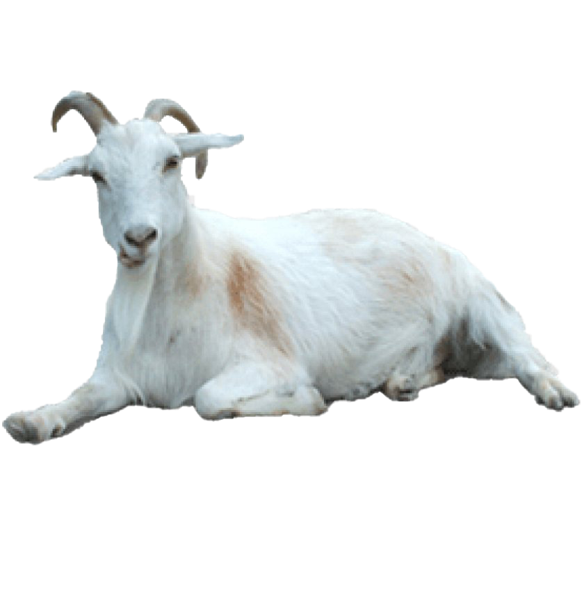 White Goat Free Download PNG HQ Transparent PNG Image