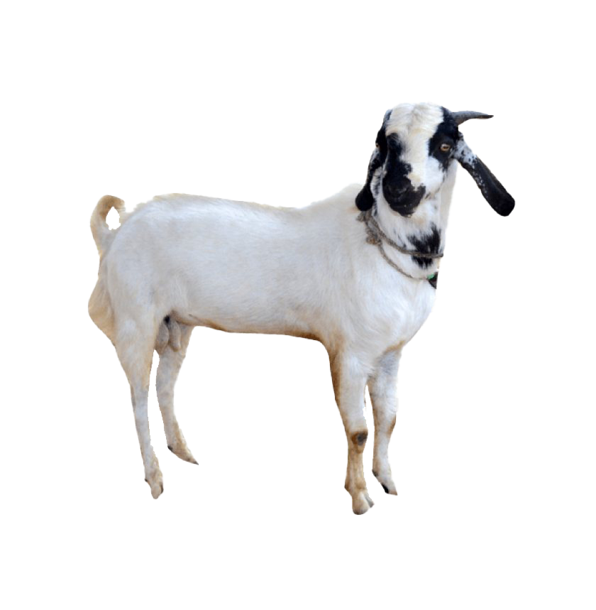 White Goat Download HD Transparent PNG Image