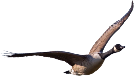 Goose Transparent Transparent PNG Image