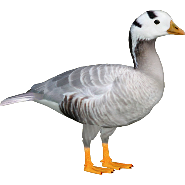 Goose File Transparent PNG Image