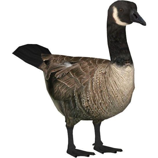 Goose Clipart Transparent PNG Image