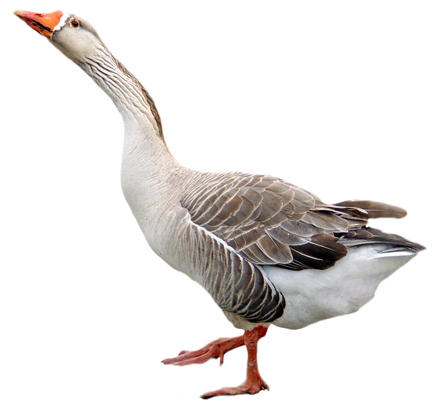 Goose Transparent Background Transparent PNG Image