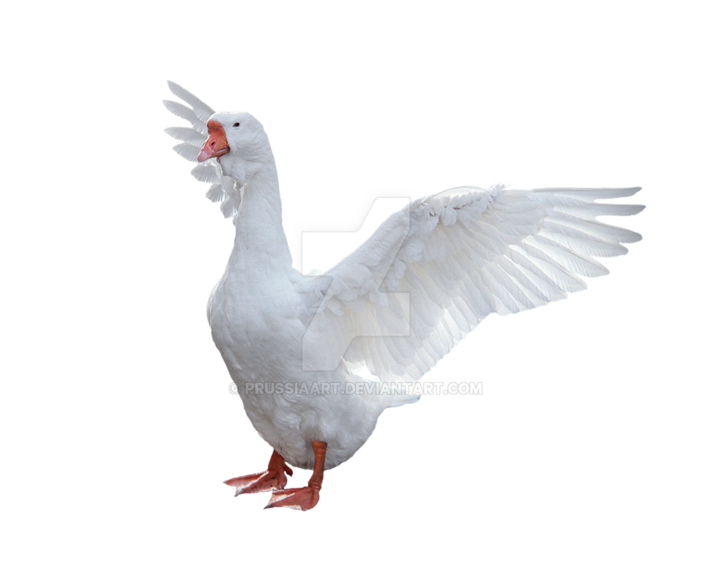 Goose Picture Transparent PNG Image