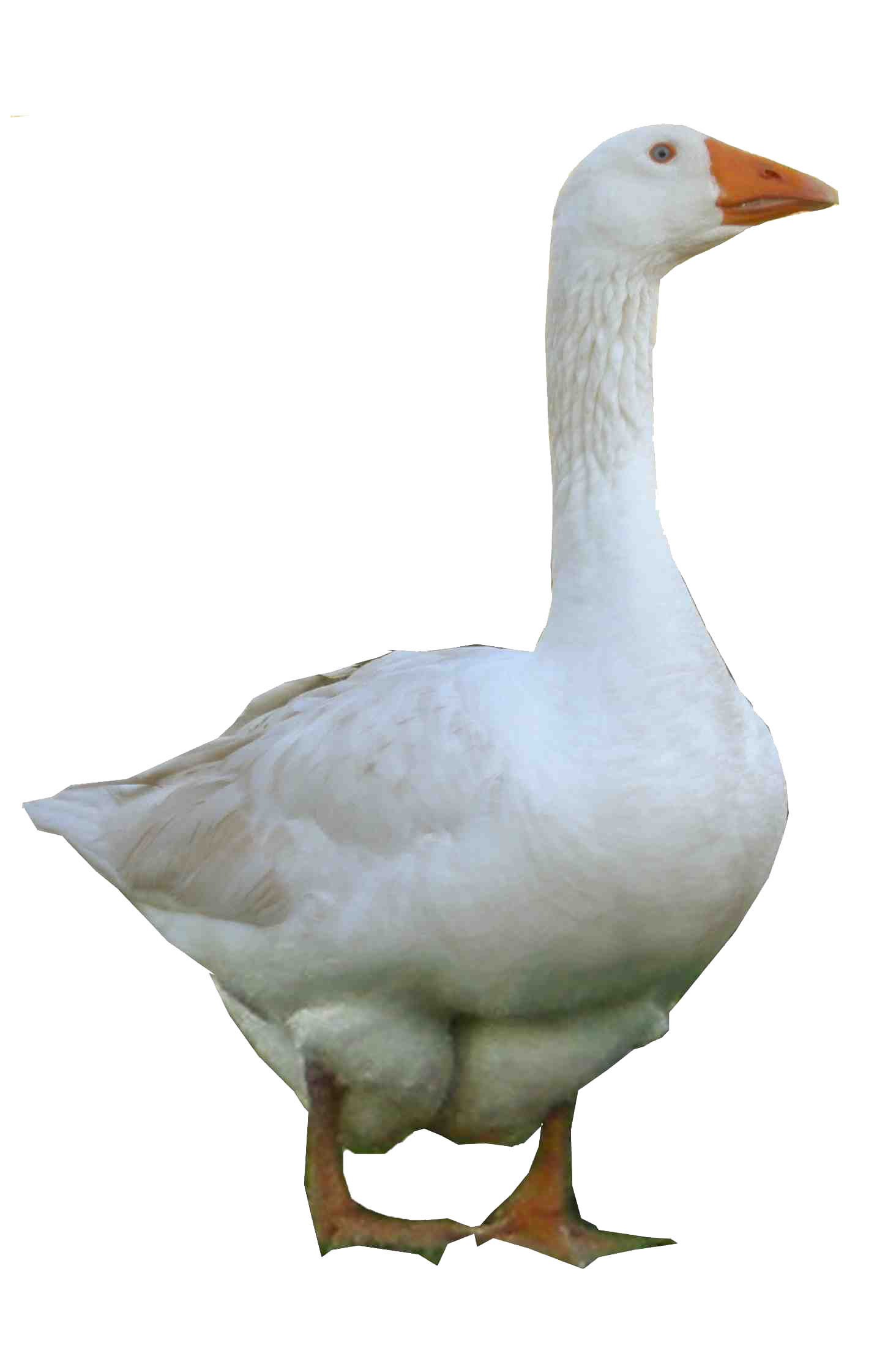 Goose Photo Transparent PNG Image