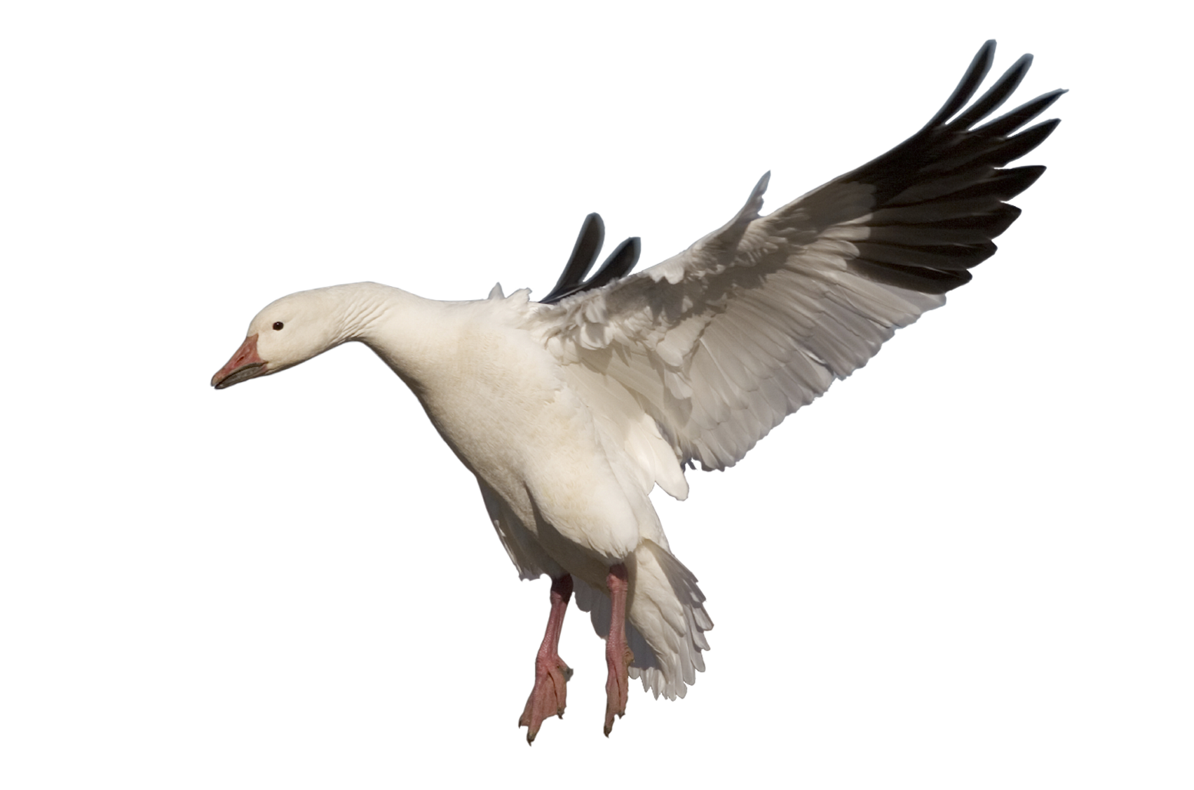 Goose Transparent PNG Image