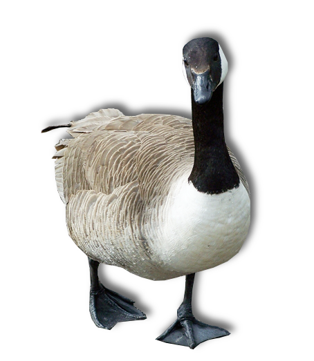 Goose Transparent Image Transparent PNG Image