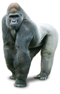 Gorilla Picture Transparent PNG Image