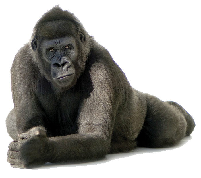 Gorilla Free Png Image Transparent PNG Image