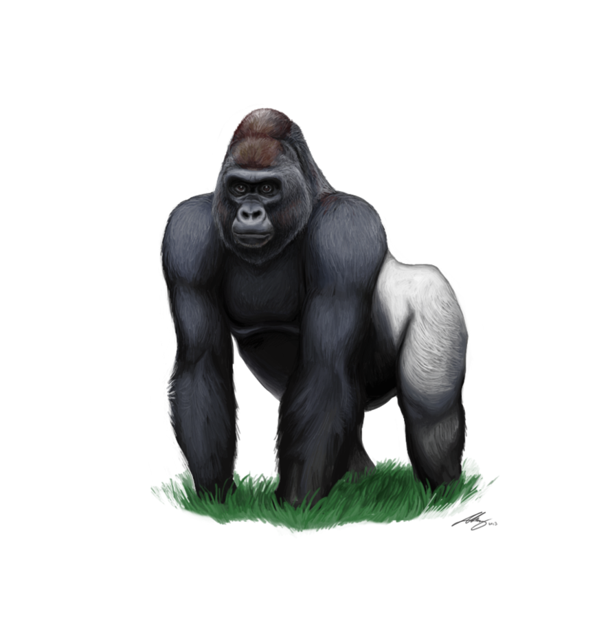 Gorilla Clipart Transparent PNG Image