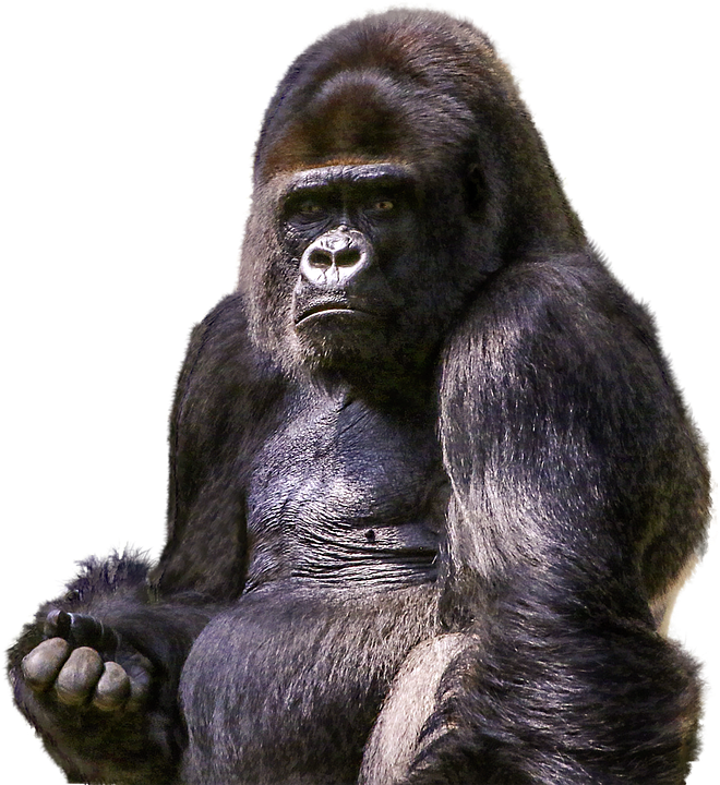 Gorilla Image Transparent PNG Image