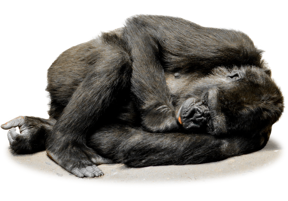 Gorilla File Transparent PNG Image