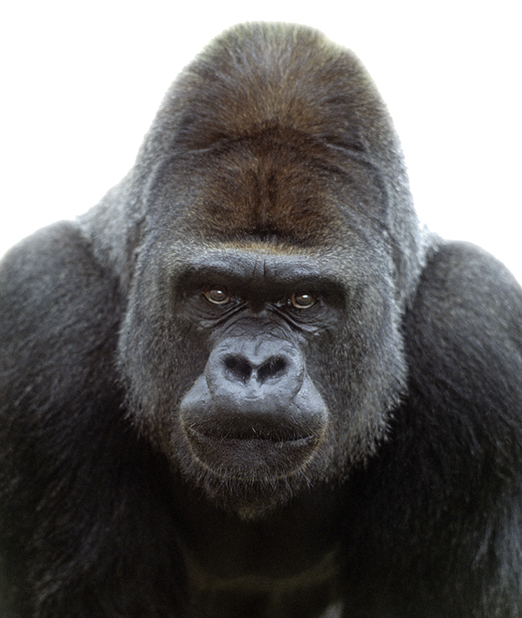 Gorilla Transparent Image Transparent PNG Image