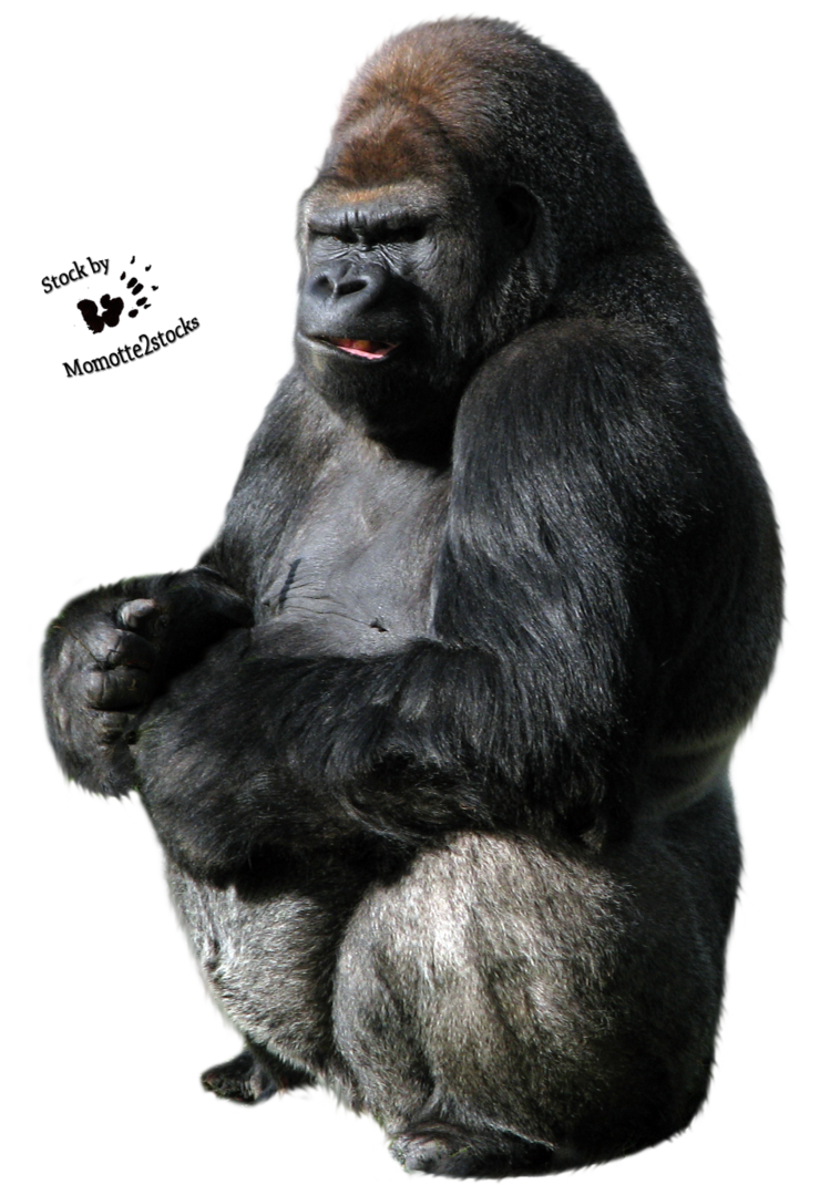 Gorilla Png Transparent PNG Image