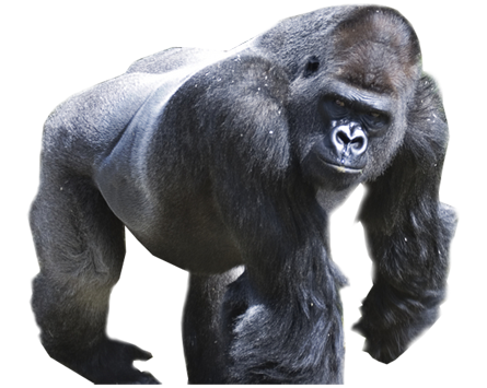 Gorilla Png Picture Transparent PNG Image