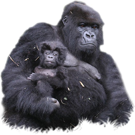 Gorilla Png Clipart Transparent PNG Image